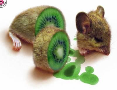 kiwi !!